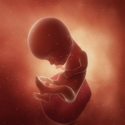 14 tydzień ciąży - jak wygląda dziecko