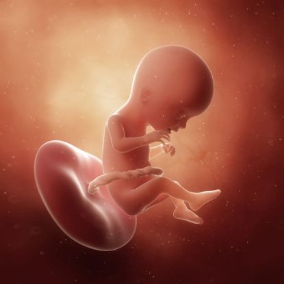 17 tydzień ciąży - jak wygląda dziecko