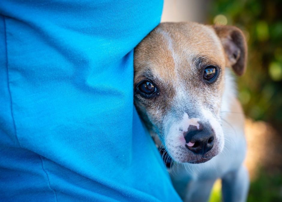 adopcja psa