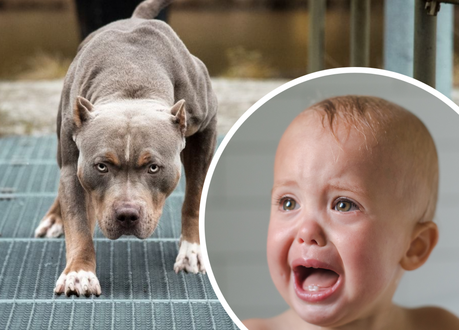 Amstaff ugryzł dziecko w twarz