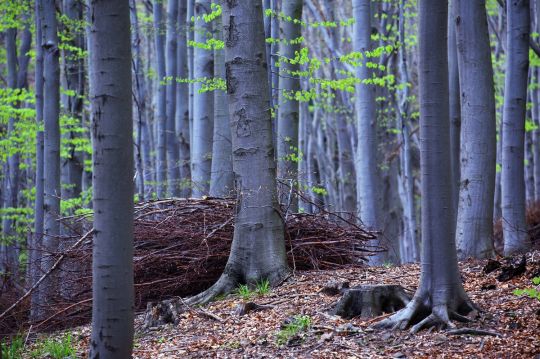 bieszczady atrakcje dla dzieci bukowy las