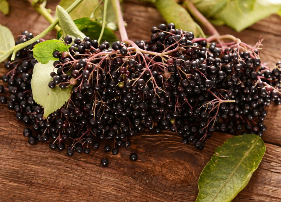 czarny bez w ciąży