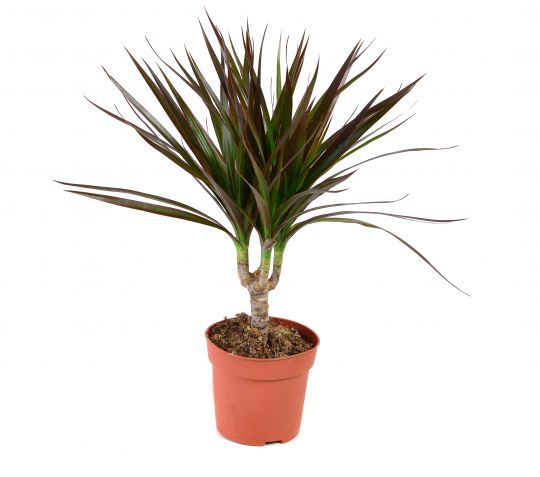 trująca dracena