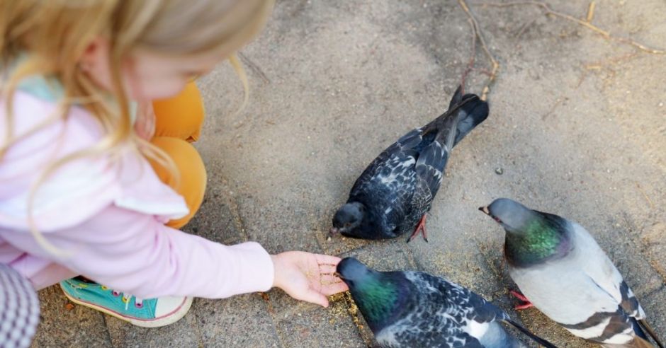 Dziecko karmi gołębie