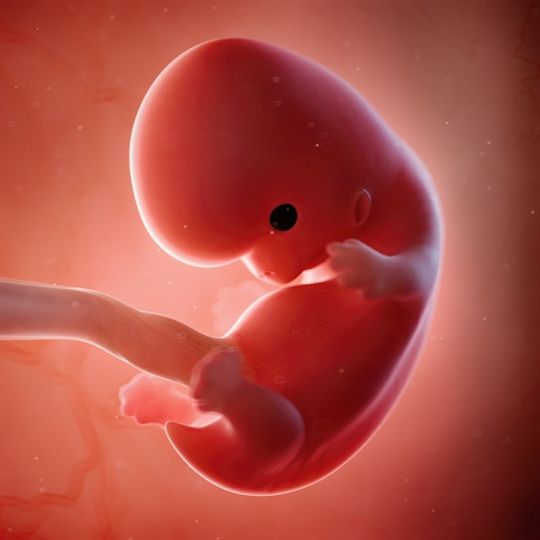 8 tydzień ciąży - jak wygląda dziecko?