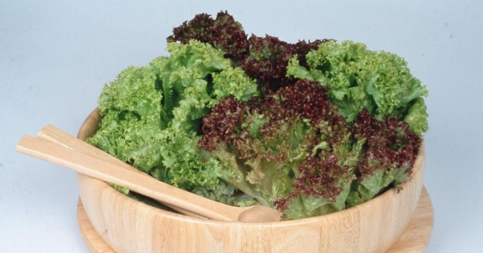 edipresse.salata kedzierzawa (05).jpg
