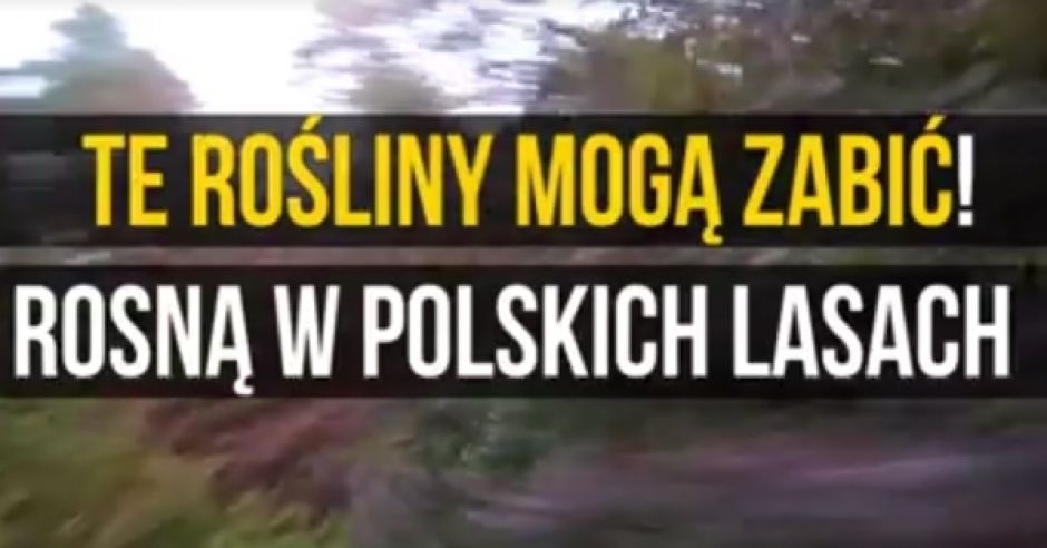 Groźne rośliny w polskich lasach
