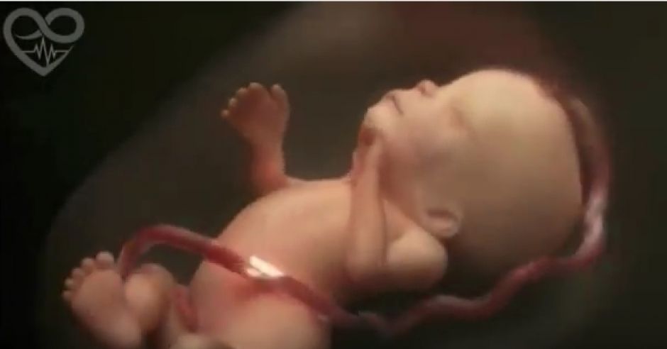 kadr z filmu Life in the womb (9 months in 4 minutes) HD