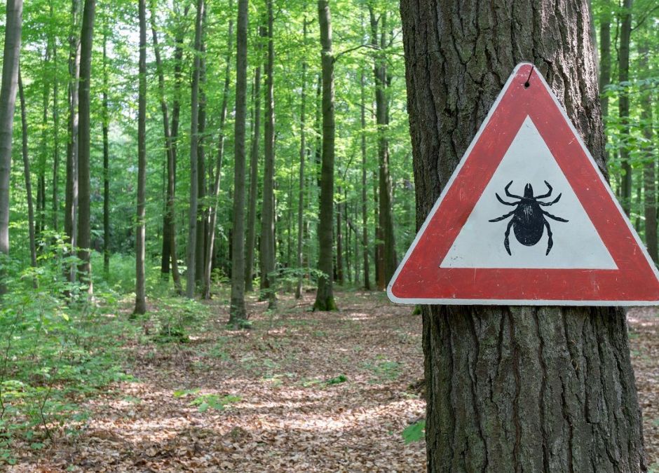 Kleszcze coraz bardziej agresywne