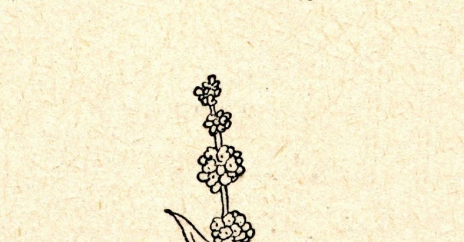 komosa