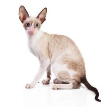 kot cornish rex