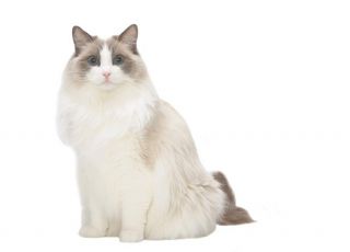 kot ragdoll