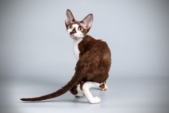 koty dla alergików cornish rex