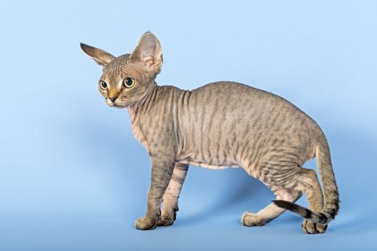 koty dla alergików devon rex