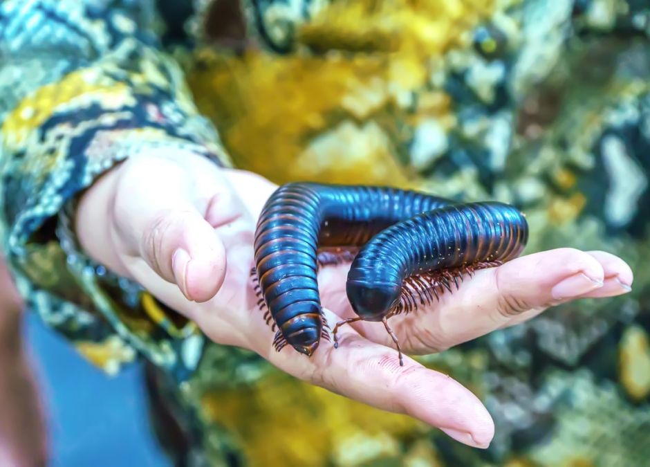 krocionogi
