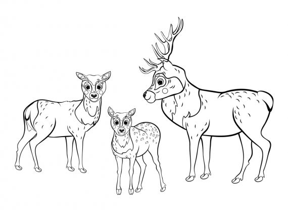 zwierzęta leśne kolorowanka z sarnami i jeleniem