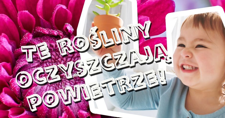 lista roslin oczyszczajacych powietrze NASA.jpg