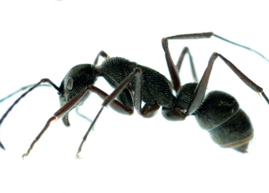 Mrówka