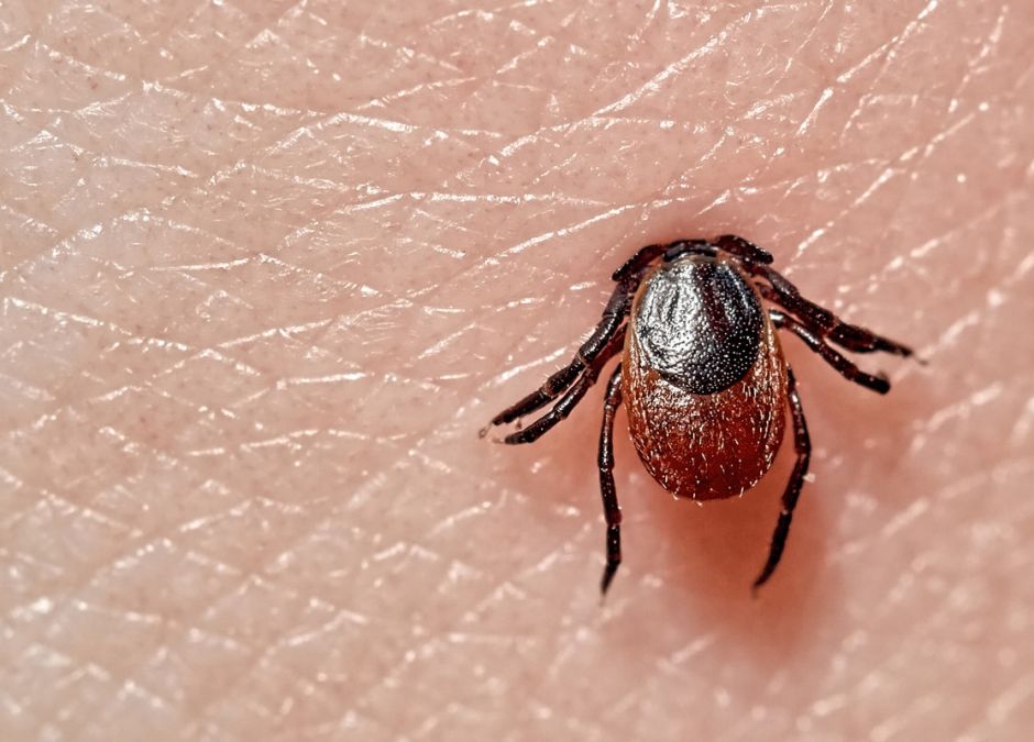 neuroborelioza