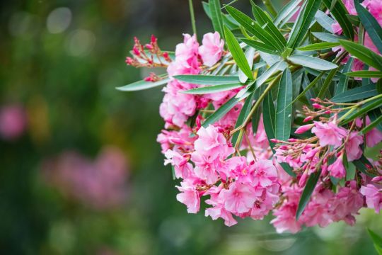 trujący oleander