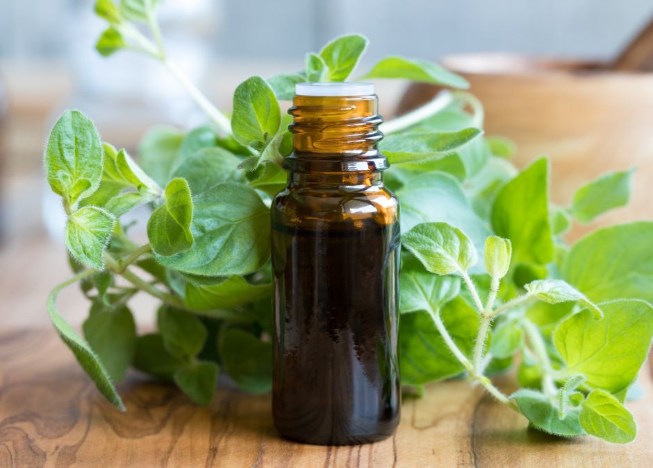 olej z oregano, oregano