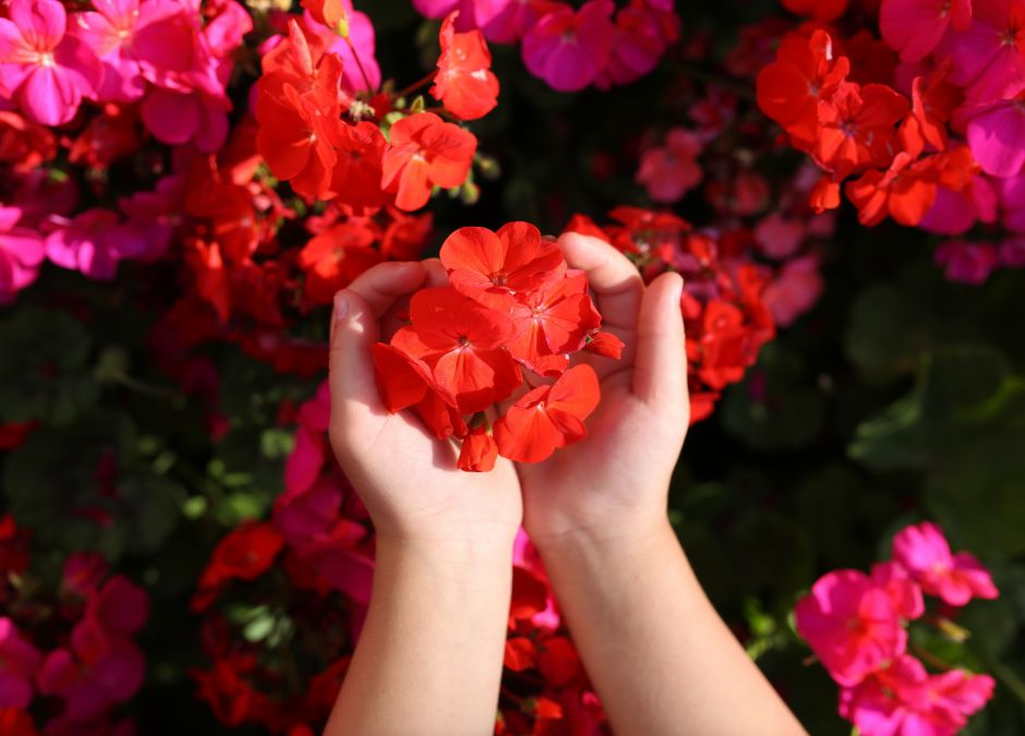 pelargonia afrykańska, pelargonia, kwiaty, ręce dziecka