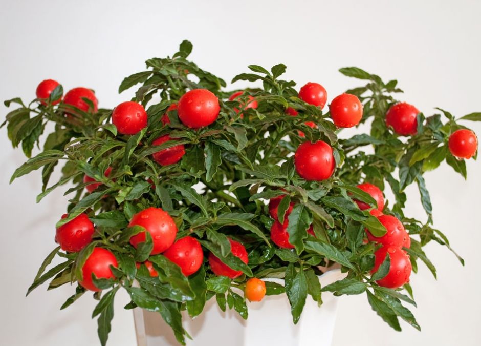 psianka koralowa