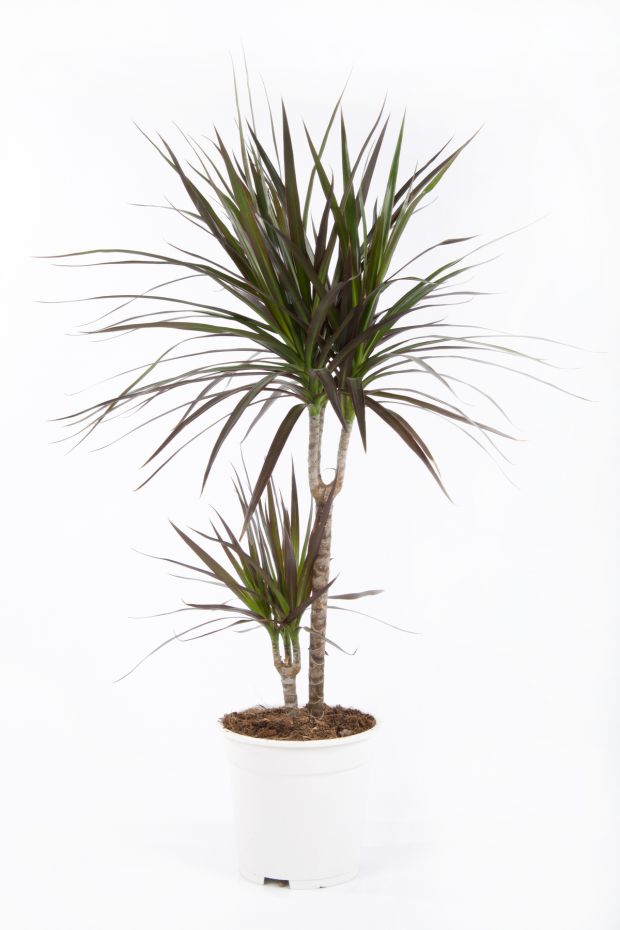 Trujące rośliny - dracena