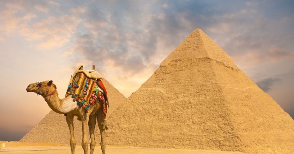 wielbłąd pod piramidami/ egipt