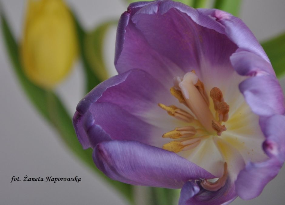 wiosenne tulipany