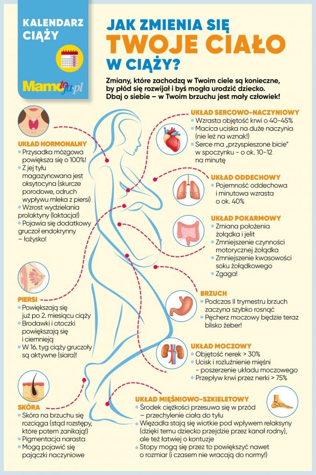 Jak zmienia się ciało w ciąży? Infografika do wydruku